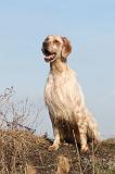 SETTER ANGLAIS 166